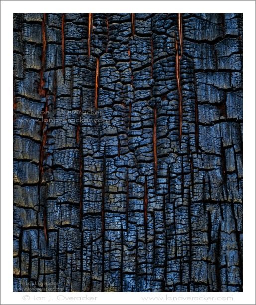 Black and Blue II. Scarred and charred insides of Western Juniper. Sonora Pass, CA. File #41074SVCR3