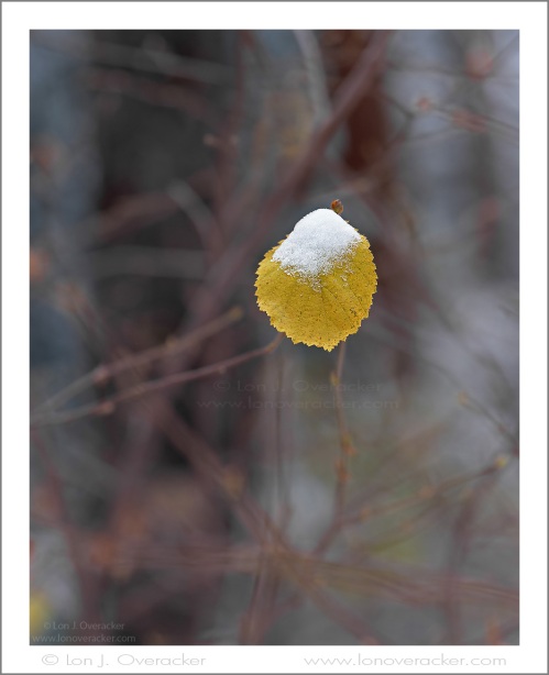 Transitions. First winter snow on last autumn leaf of an Alder. Yosemite National Park. File#41153SVCL