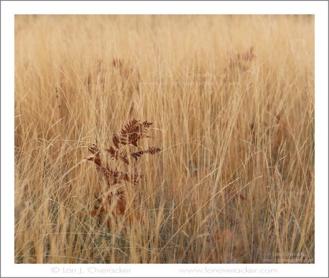 A Fern Among the Grass, El Capitan Meadow,Yosemite NP. #42126SHCR