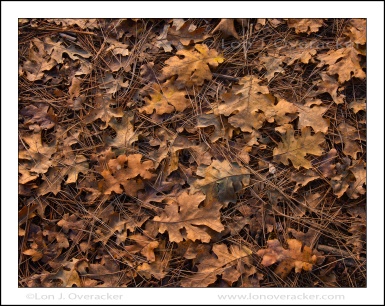 Black Oak Leaves, Golden, Yosemite